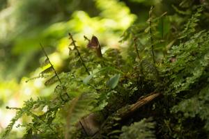 Masdevallia angulifera