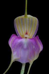 Masdevallia antonii