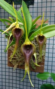 Masdevallia bennettii