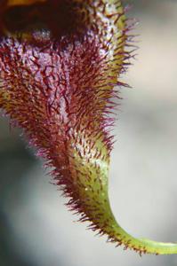 Masdevallia bennettii