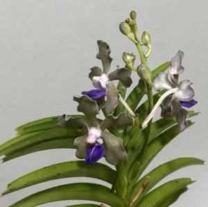 Vanda tessellata