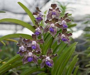 Vanda tessellata