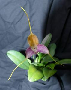 Masdevallia caudata