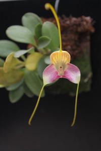 Masdevallia caudata