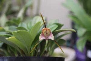 Masdevallia caudata