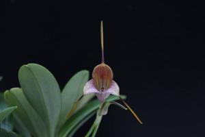 Masdevallia caudata