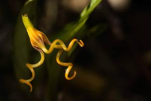 Masdevallia caudivolvula