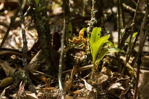 Masdevallia caudivolvula