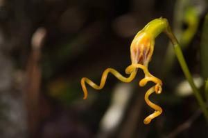 Masdevallia caudivolvula