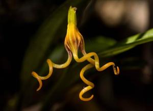 Masdevallia caudivolvula