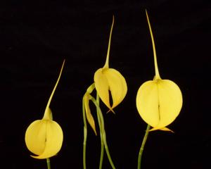 Masdevallia coccinea