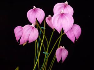 Masdevallia coccinea