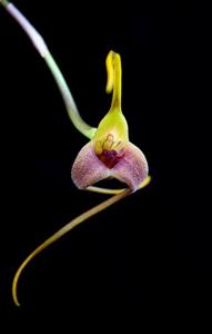 Masdevallia colossus