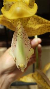 Stanhopea costaricensis