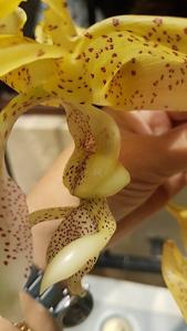 Stanhopea costaricensis