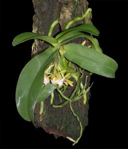 Gastrochilus obliquus