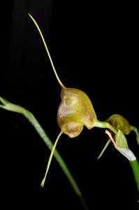 Masdevallia echo