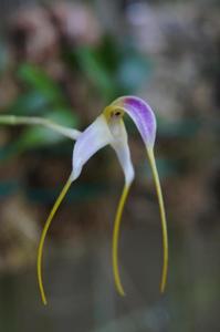 Masdevallia estradae