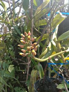 Micropera fuscolutea