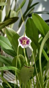 Masdevallia exquisita