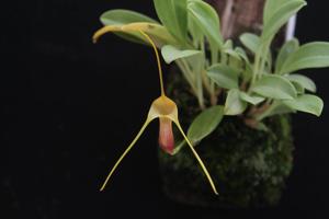 Masdevallia filaria
