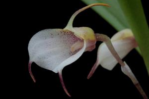 Masdevallia floribunda