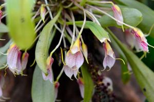 Masdevallia floribunda