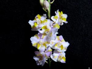 Phalaenopsis pulcherrima