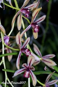 Cymbidium dayanum