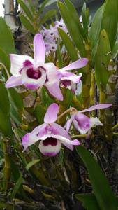 Dendrobium nobile