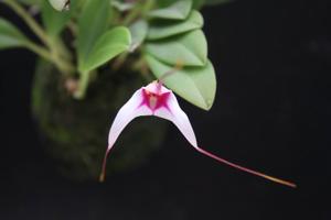 Masdevallia gilbertoi