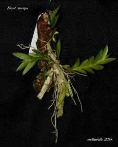 Dendrobium anceps