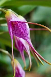 Masdevallia glandulosa