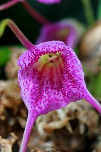 Masdevallia glandulosa