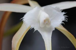 Brassavola appendiculata