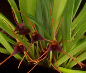 Masdevallia herradurae