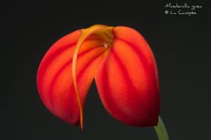 Masdevallia ignea