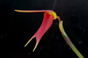 Masdevallia impostor