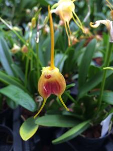 Masdevallia infracta