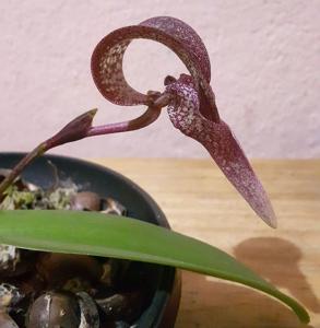Bulbophyllum grandiflorum