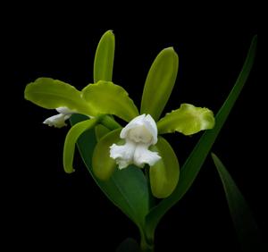 Cattleya tigrina