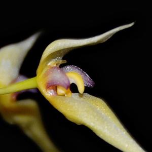 Bulbophyllum macraei