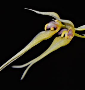 Bulbophyllum macraei