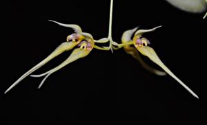 Bulbophyllum macraei