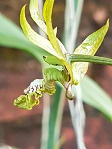 Eulophia andamanensis