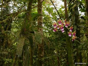 Oncidium fuscatum