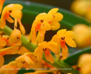Vanda aurantiaca subsp. philippinensis
