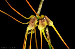 Masdevallia mezae