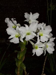 Dendrobium sanderae