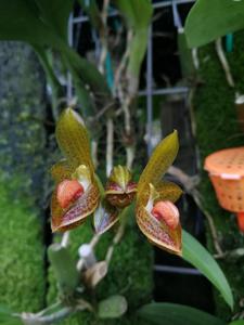 Bulbophyllum subumbellatum